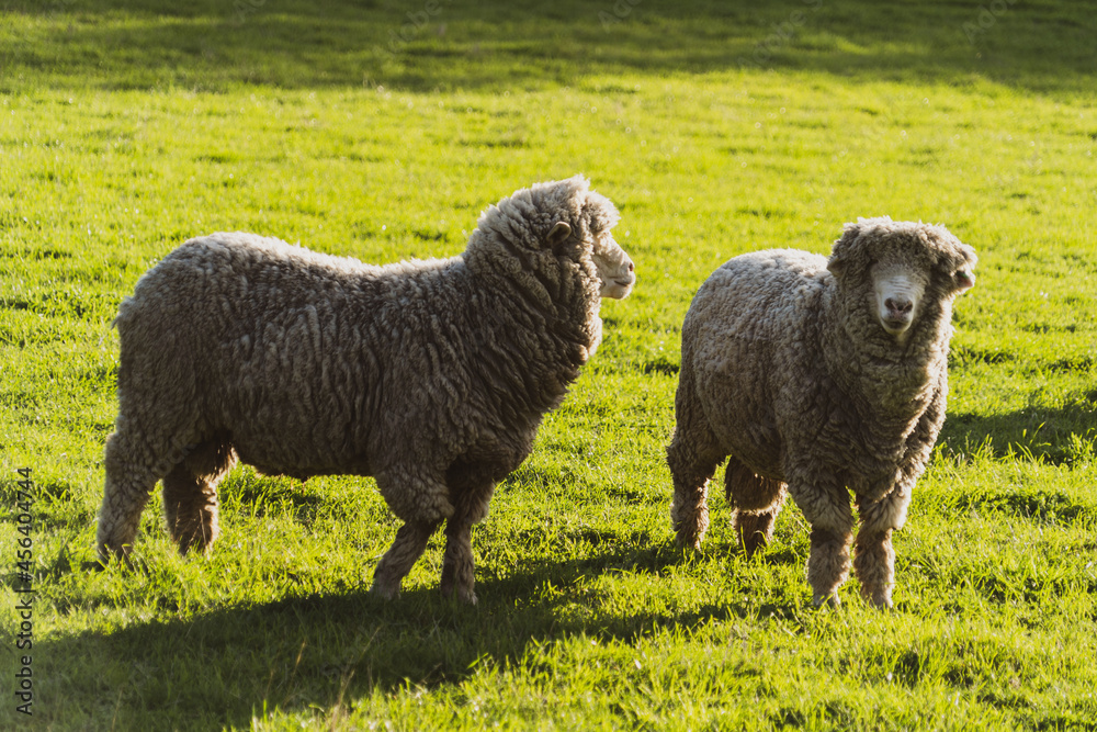 Obraz premium sheep and lamb