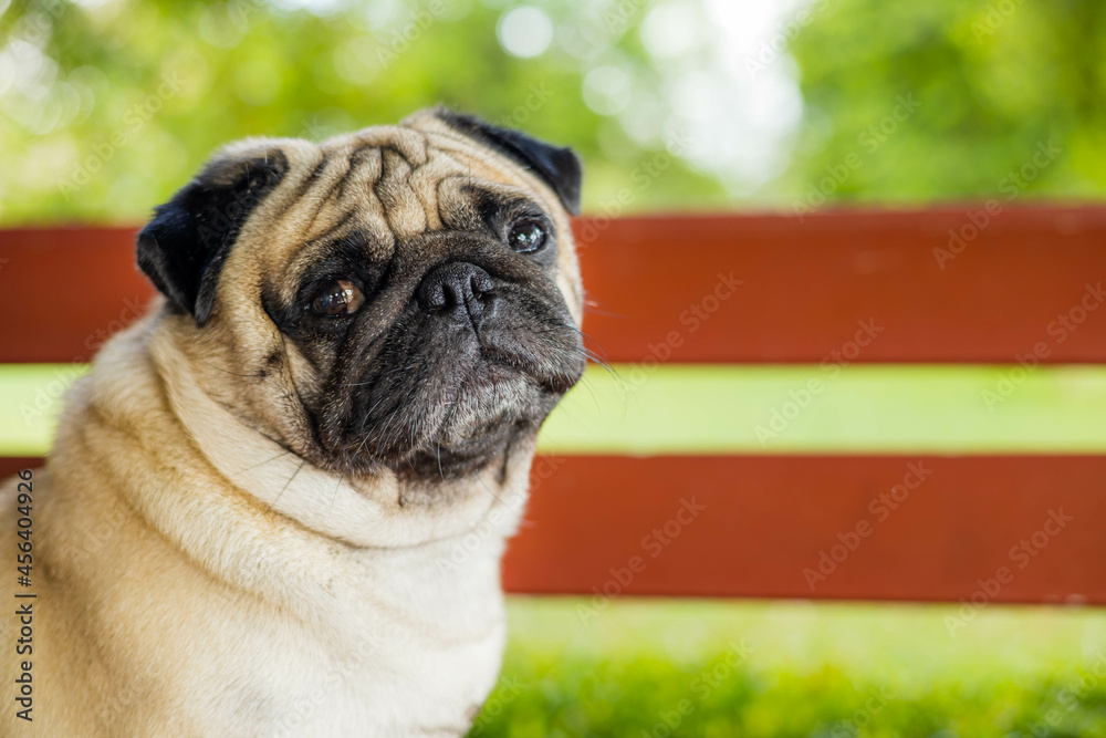 Beautiful male pug dog, funny, cute on blurred background.