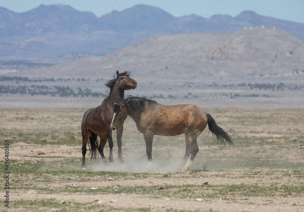 Fototapeta premium Wild Horse Stallions Fighting in the Utah Desert