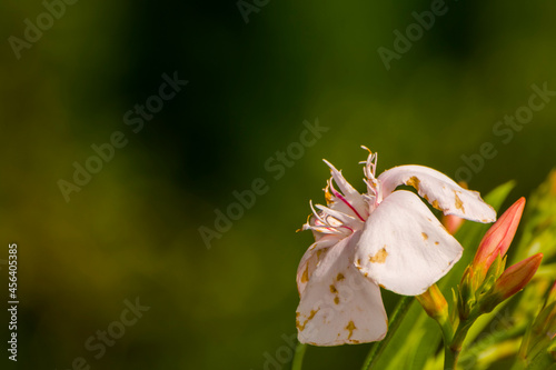 Blooming flower of leander in a summer garden photo