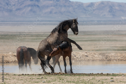 Fototapeta Naklejka Na Ścianę i Meble -  Wild Horse Stallions Fighting in the Utah Desert