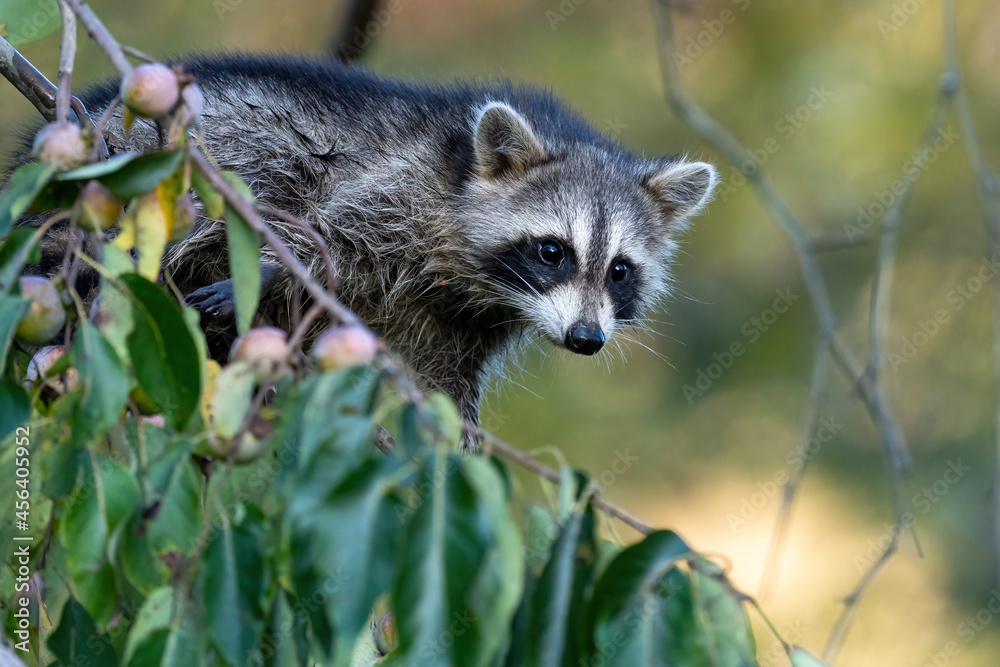 Raccoon in a tree branch