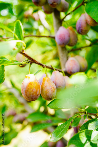 Ripe plums on the branches of the orchard, Prunus domestica