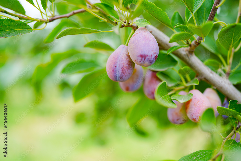 Ripe plums on the branches of the orchard, Prunus domestica Ripe plums on the branches of the orchard, Prunus domestica