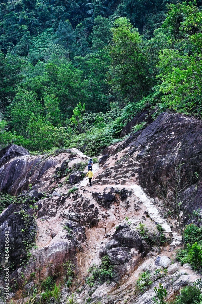 Walkway into deep forest, mountain hiking, rain forest Walkway into deep forest, mountain hiking, rain forest