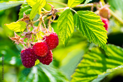 Fruit of European red raspberry with green leaves