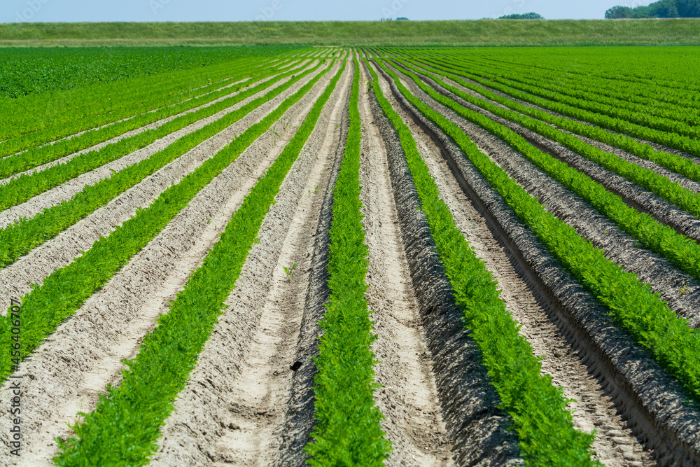 Agriculture in Netherlads, farm sandy fields with growing carrot vegetables