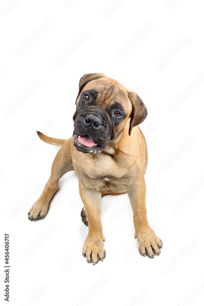 puppy bullmastiff with lovely head looking at camera isolated on white