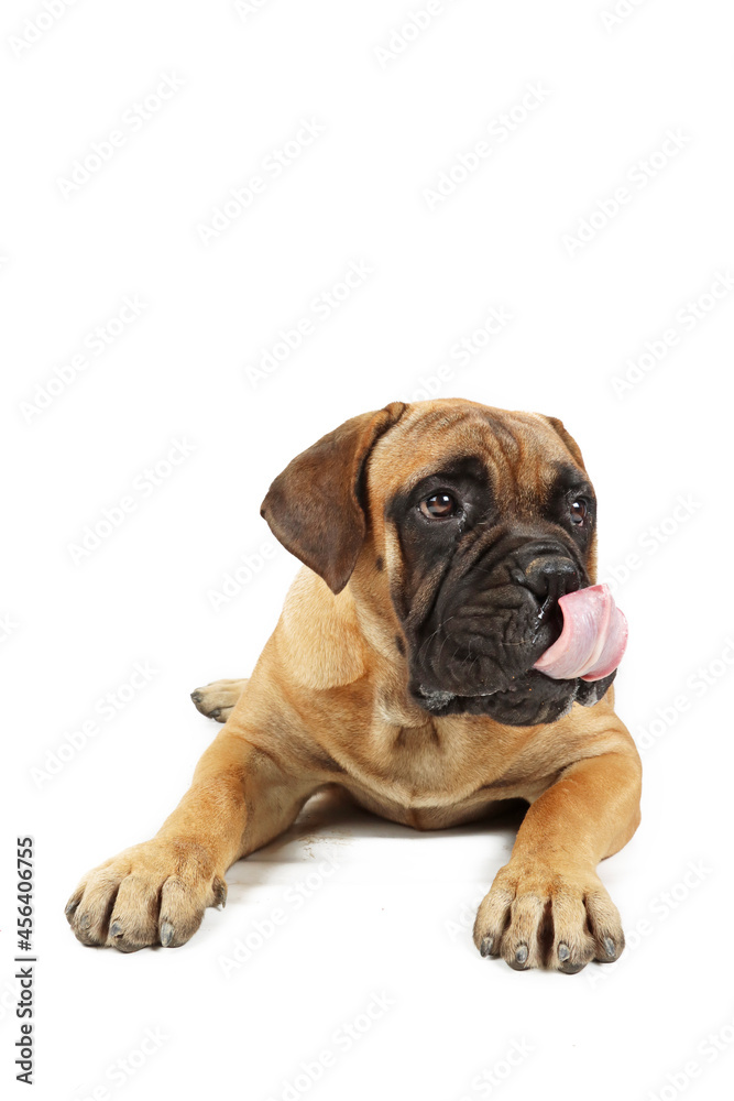 bullmastiff hungry with tongue out isolated on white bullmastiff hungry with tongue out isolated on white