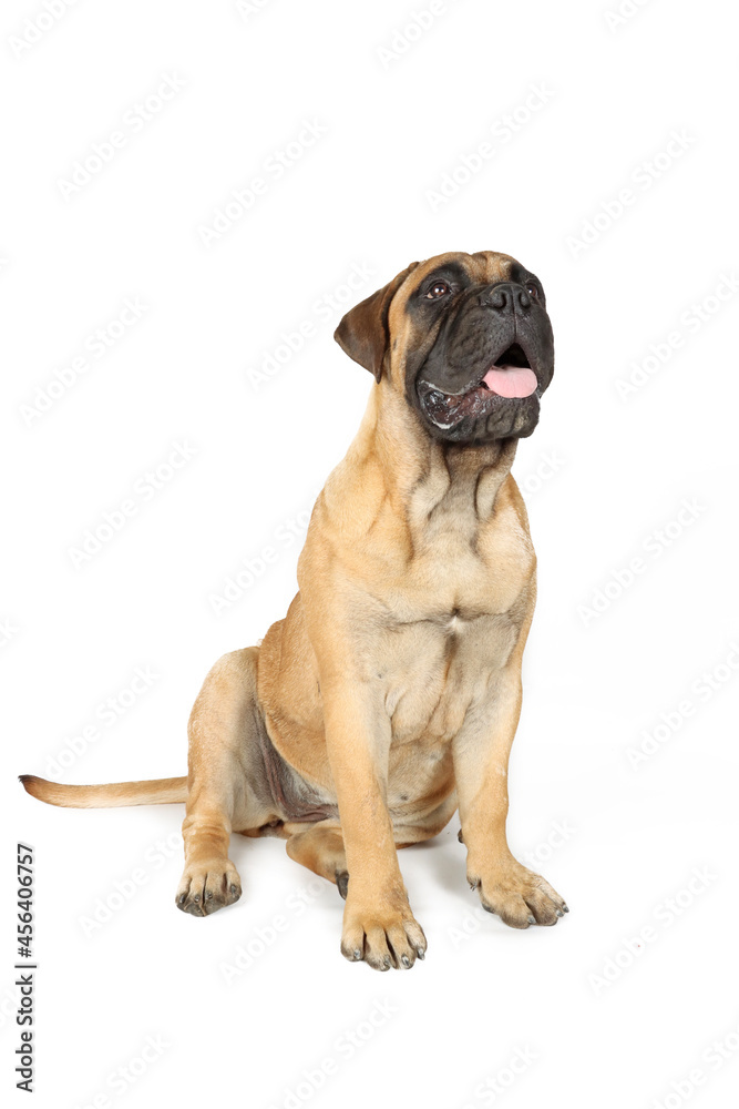bullmastiff sitting and looking up isolated on white 