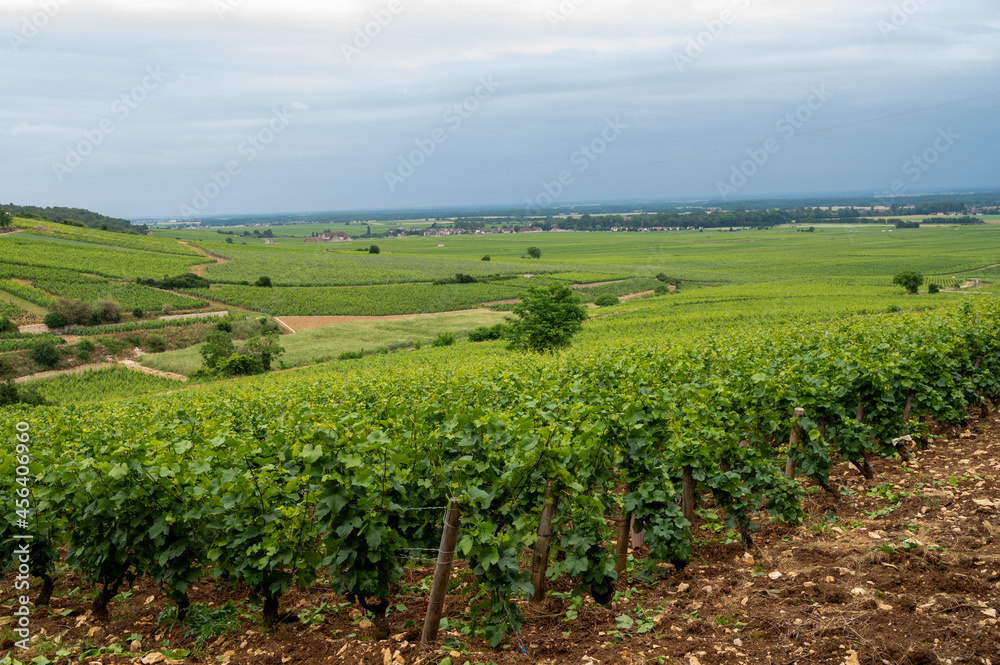 Green grand cru and premier cru vineyards with rows of pinot noir grapes plants in Cote de nuits, making of famous red Burgundy wine in Burgundy region of eastern France.