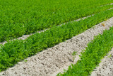 Agriculture in Netherlads, farm sandy fields with growing carrot vegetables