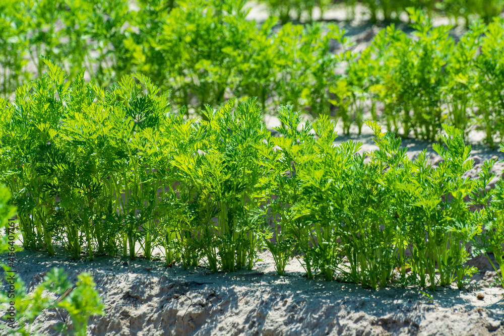 Agriculture in Netherlads, farm sandy fields with growing carrot vegetables Agriculture in Netherlads, farm sandy fields with growing carrot vegetables