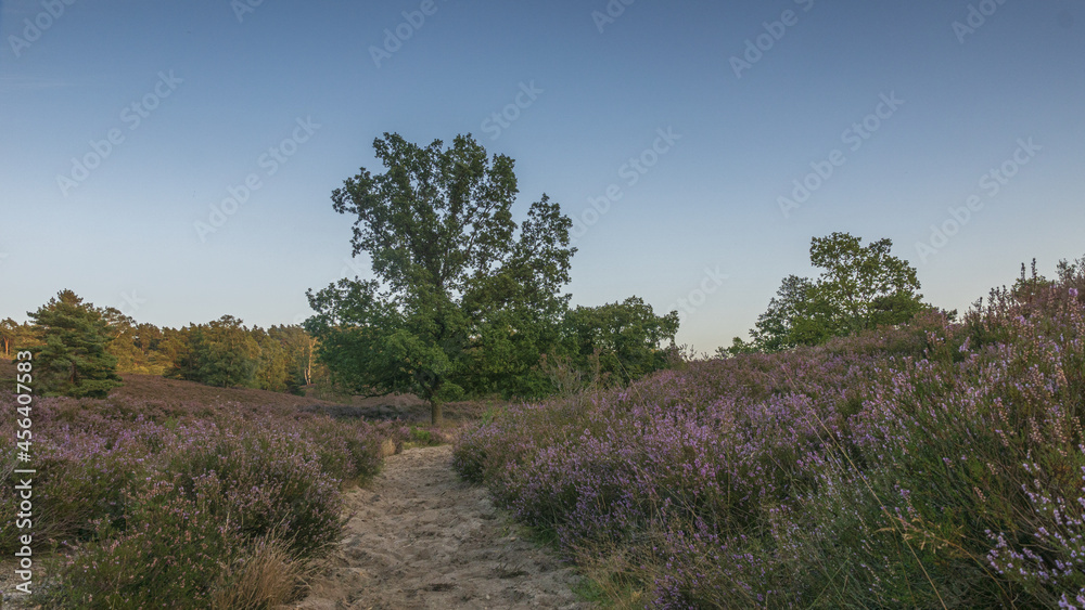 Obraz premium Fischbeker Heide