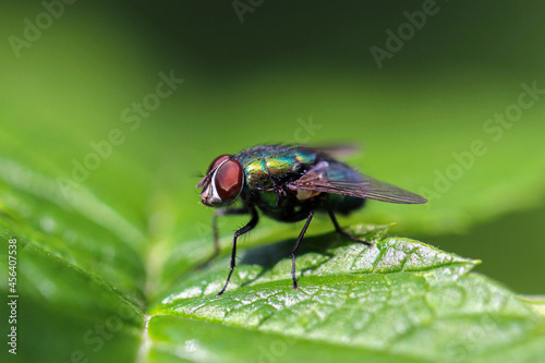 green fly on the leaves
