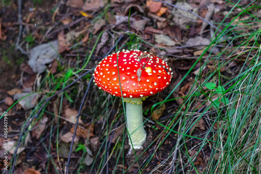 Red fly agaric (Amanita muscaria) in the grass in the autumn forest. A poisonous mushroom growing in the forest. Red fly agaric (Amanita muscaria) in the grass in the autumn forest. A poisonous mushroom growing in the forest.