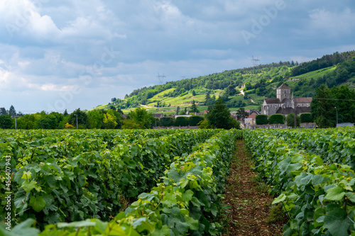 Green grand cru and premier cru vineyards with rows of pinot noir grapes plants in Cote de nuits  making of famous red Burgundy wine in Burgundy region of eastern France.