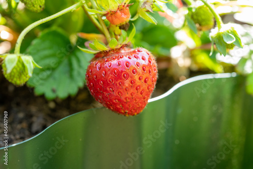 New harvest of ripe red sweet strawberry in garden