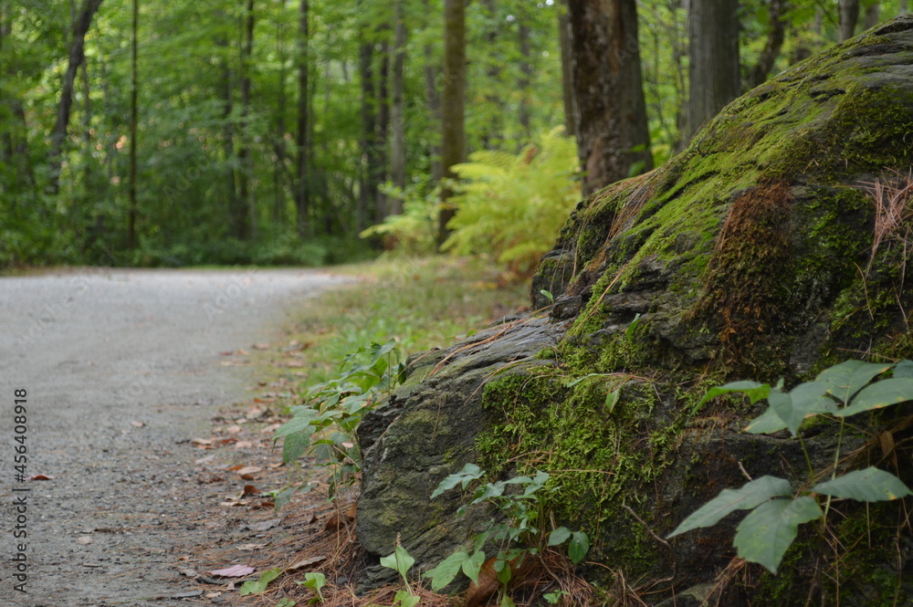 footpath in the woods