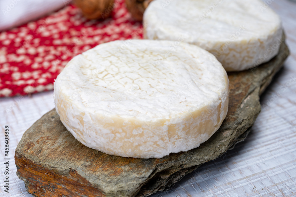 Cheese collection, fresh white soft cow cheese with mold from Swiss Cheese collection, fresh white soft cow cheese with mold from Swiss