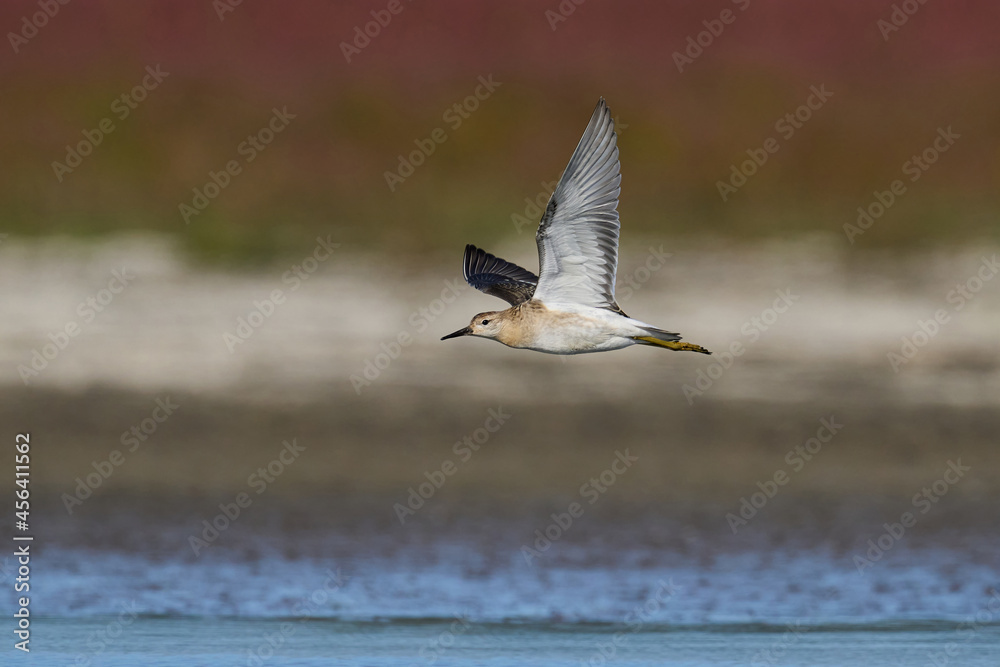 Fototapeta premium Ruff (Calidris pugnax)