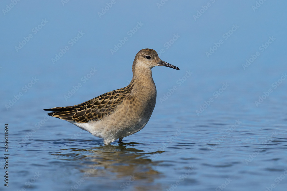 Obraz premium Ruff (Calidris pugnax)