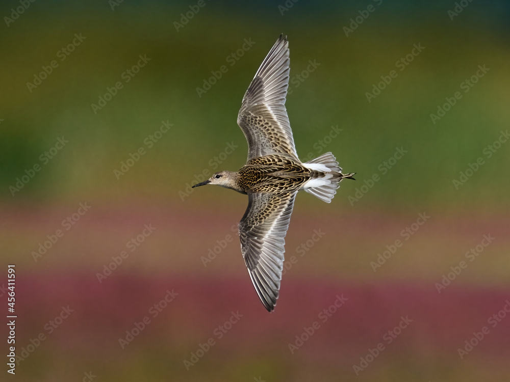 Ruff (Calidris pugnax) Ruff (Calidris pugnax)