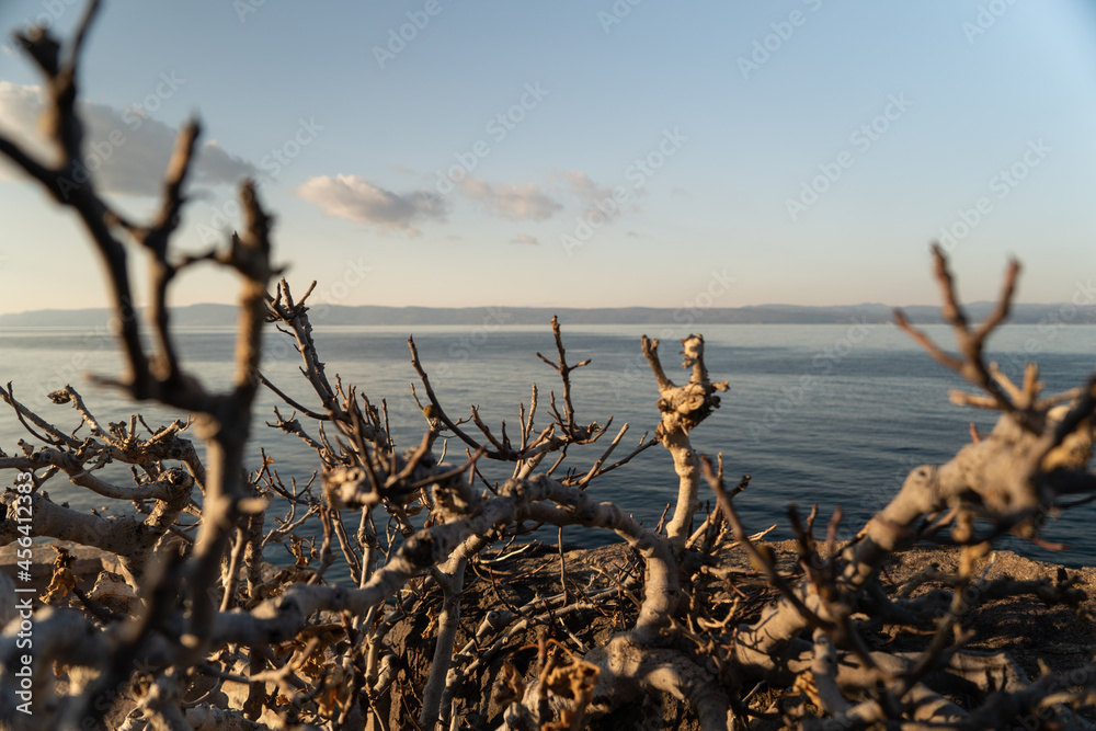 Tree at Lesvos Island Waterfront looking out on Turkey Tree at Lesvos Island Waterfront looking out on Turkey