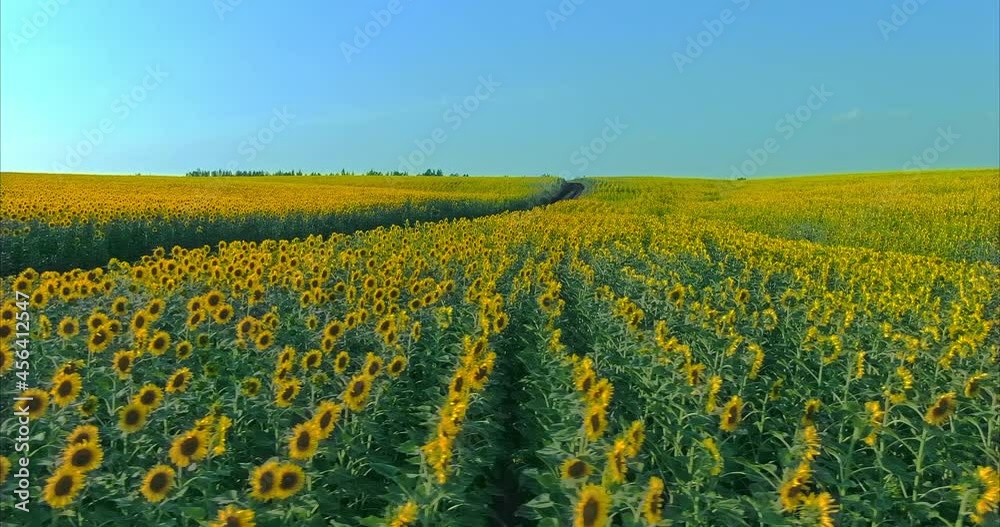 View from the drone, a beautiful endless field of blooming sunflowers. Rural road between two fields. Golden sunflowers blooming in the field, a rustic landscape. 4k, ProRes View from the drone, a beautiful endless field of blooming sunflowers. Rural road between two fields. Golden sunflowers blooming in the field, a rustic landscape. 4k, ProRes