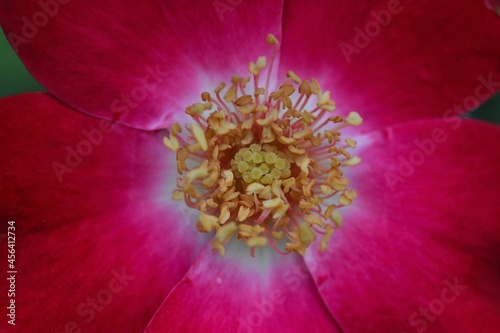 red poppy flower