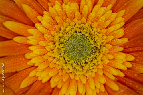 close up of yellow and orange Gerber flower