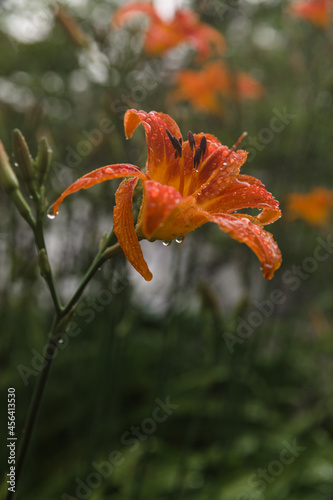 orange flower in the garden with raindrops