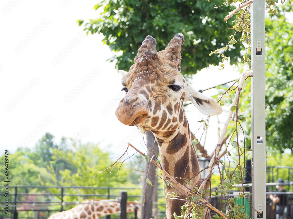 Obraz premium お食事中の可愛いキリン