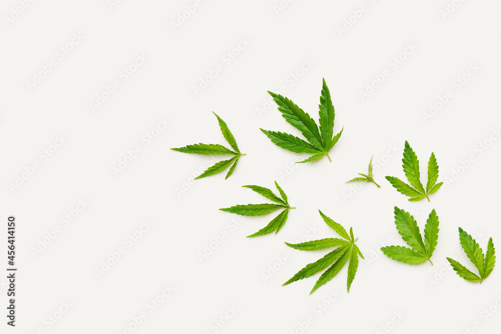 Fototapeta premium Green fresh hemp leaves on white background. Medical marijuana. Concept of herbal alternative medicine, cbd oil, pharmaceptical, cosmetic industry. Copy space.