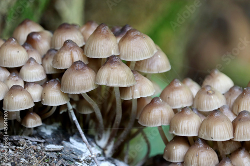 Psilocybe mushrooms on a tree stump in the forest