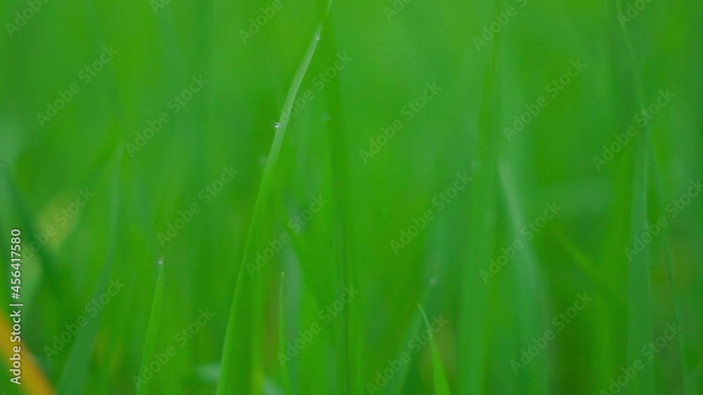 Summer grass background - closeup of fresh bright green grass. Fresh growing crop in farmer's farmland Summer grass background - closeup of fresh bright green grass. Fresh growing crop in farmer's farmland