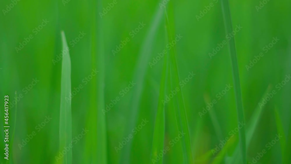 Close-ups of fresh green grass, lawn. nature background Close-ups of fresh green grass, lawn. nature background