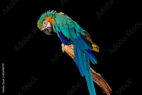 blue and yellow macaw on a black background photo