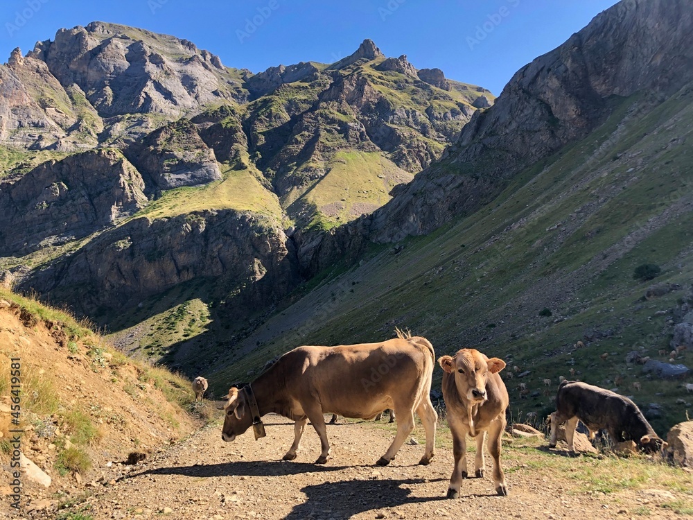 Vaca Stock Photo | Adobe Stock