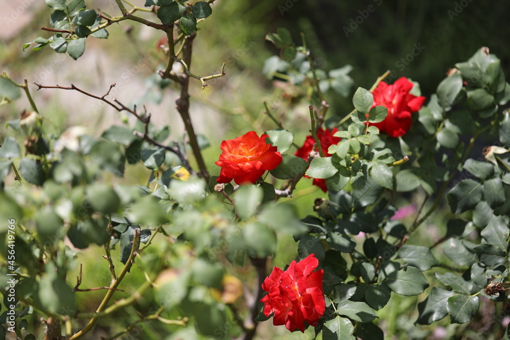 Obraz premium Rosier