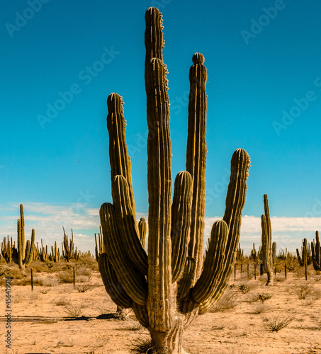 CACTUS OF SONORA ARIZONA DESERT