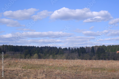 forest in the autumn