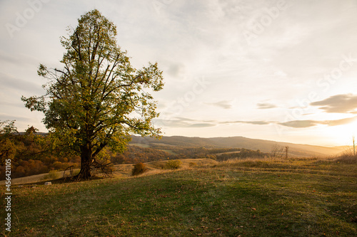 landscape with trees