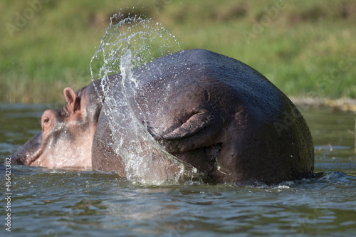 Wild hippopotamus also called the hippo  common hippopotamus or river hippopotamus