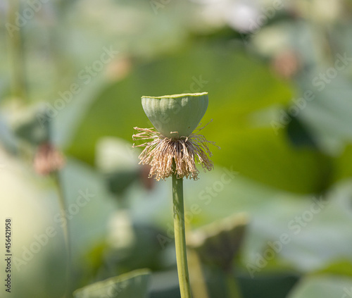 Close up water lily or lotus seed pod. photo