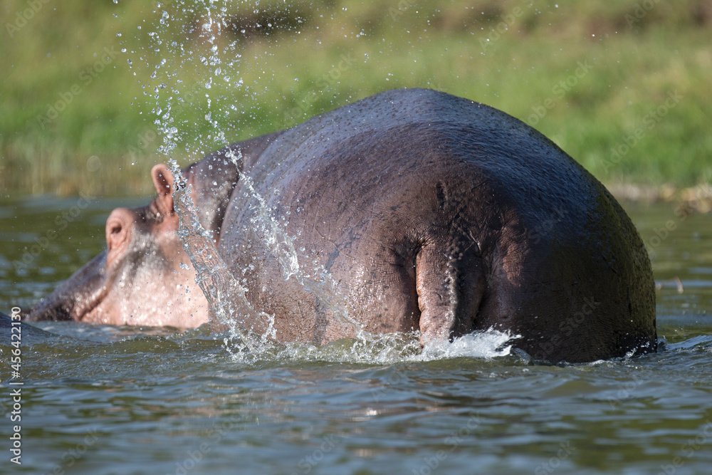 Fototapeta premium Wild hippopotamus also called the hippo, common hippopotamus or river hippopotamus