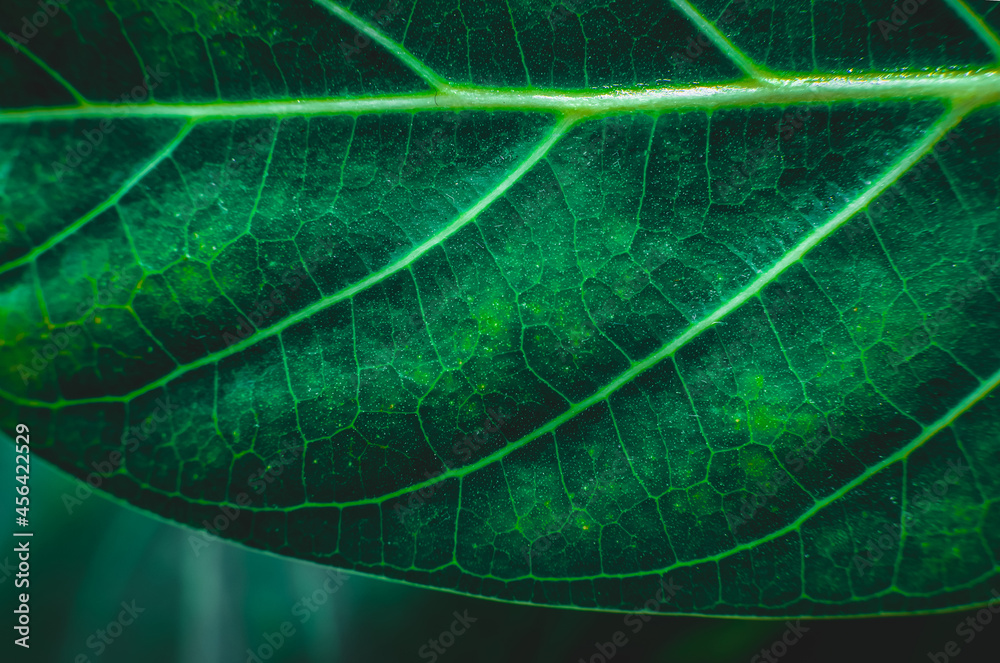 Green leaf close up. Flora. Vegetation. Green texture Green leaf close up. Flora. Vegetation. Green texture