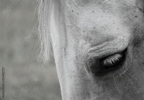 Beautiful white horse portrait with close eye detail