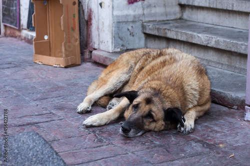 Dog lying on sthe street photo