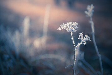 Frosted plants in winter forest at sunrise. Beautiful winter nature background. Macro image, shallow depth of field.